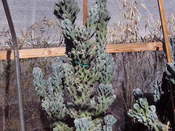 Cereus p. monstrosus